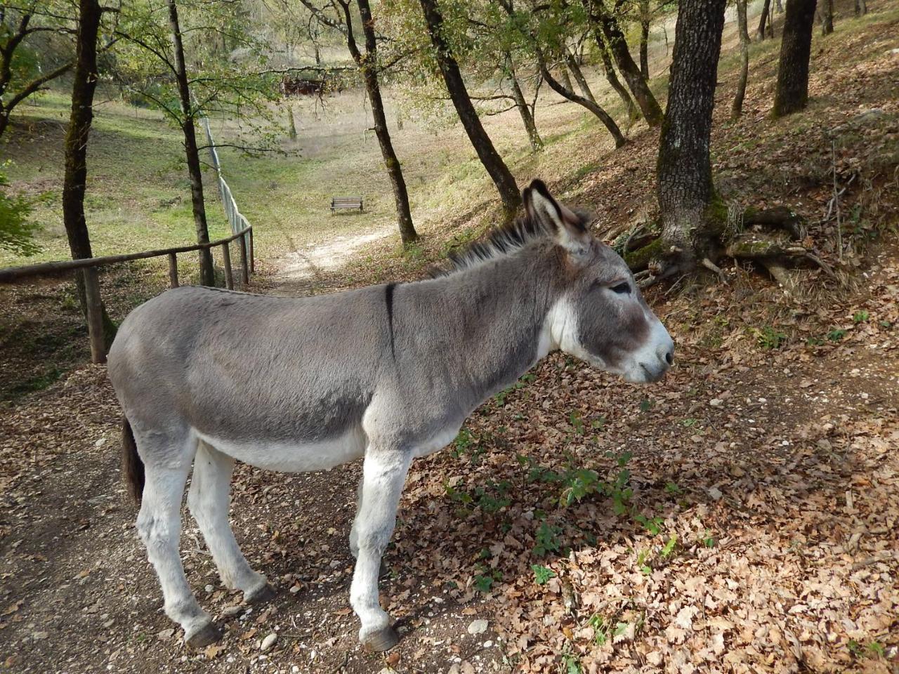 Agriturismo La Selva 리에티 외부 사진